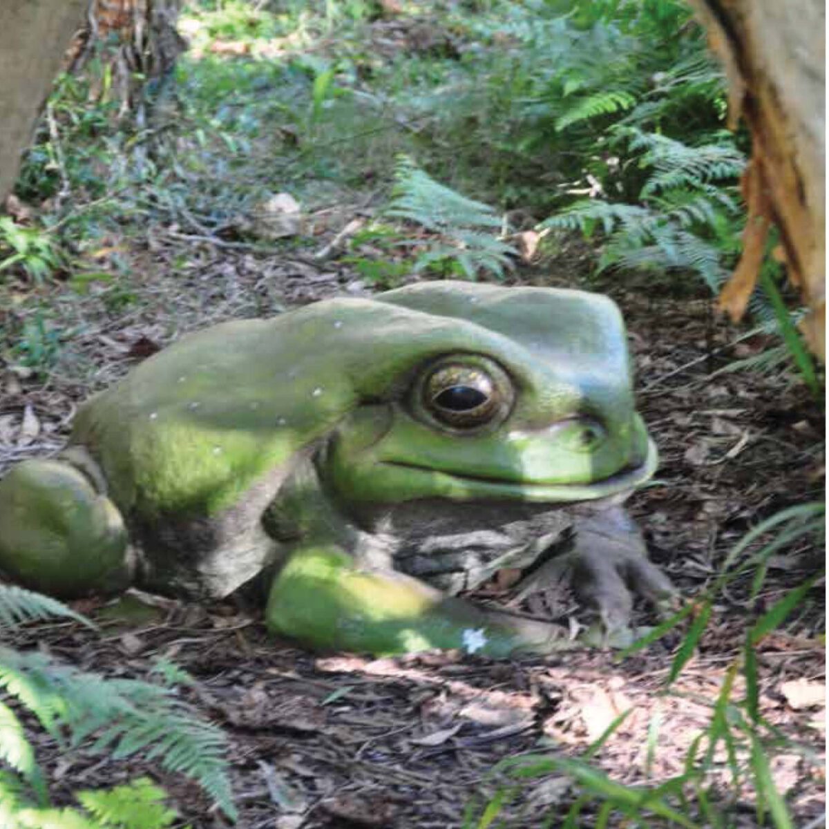 Natureworks Australia Green_Tree_Frog_Giant-090012- Shown outside in garden - angle view