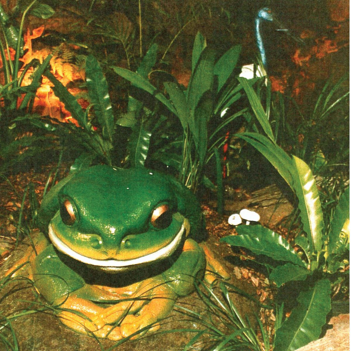 Natureworks Australia Green_Tree_Frog_Giant-090012- Shown outside in garden - front view