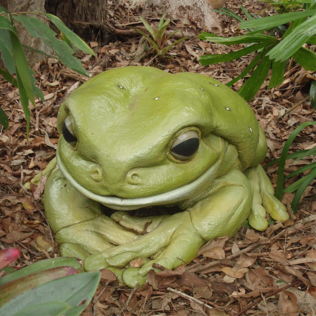 Natureworks Australia Green Tree Frog on Rock – Giant – 190012Rock - - outside at Natureworks studio