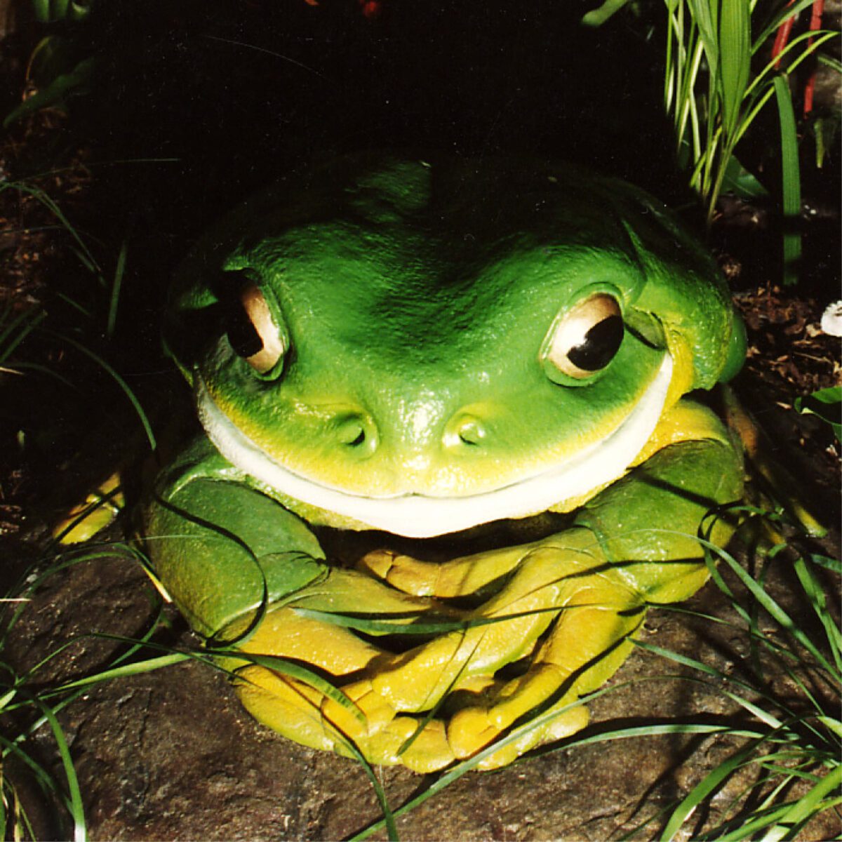 Natureworks Australia Green Tree Frog on Rock – Giant – 190012Rock - - shown outside at night with lighting