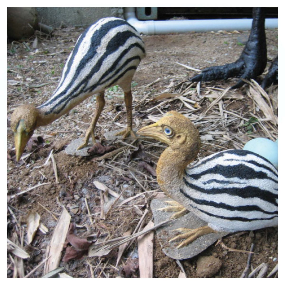 Natureworks Australia CassowarySet Chicks