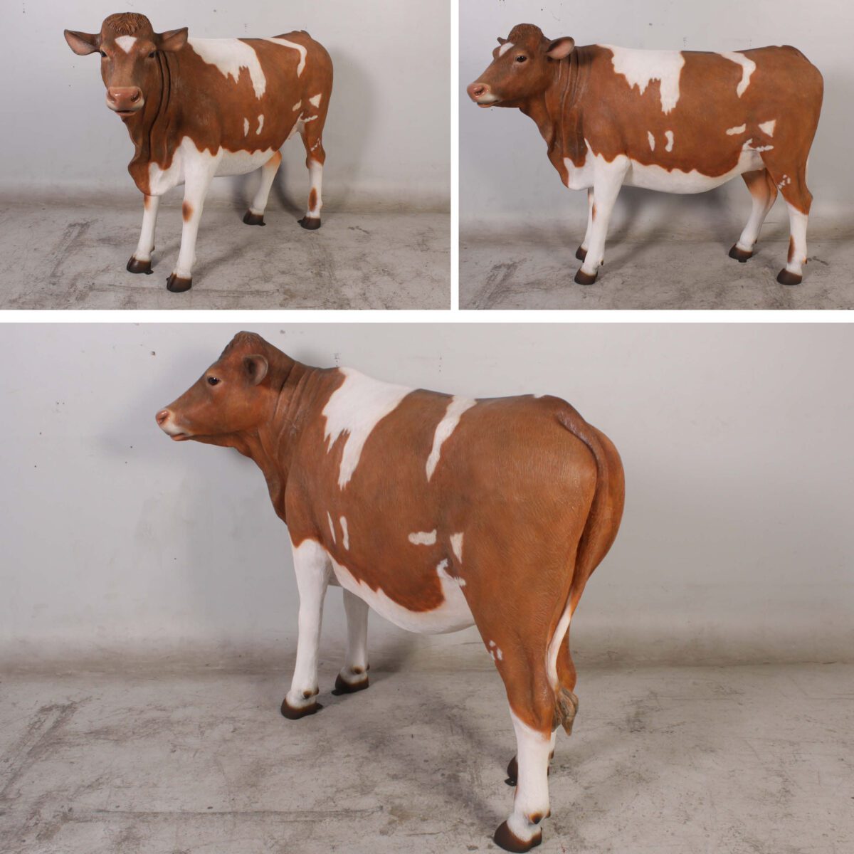 Natureworks Australia Guernsey Cow standing - Brown and white - showing various angles - SKU - 120003 - V2