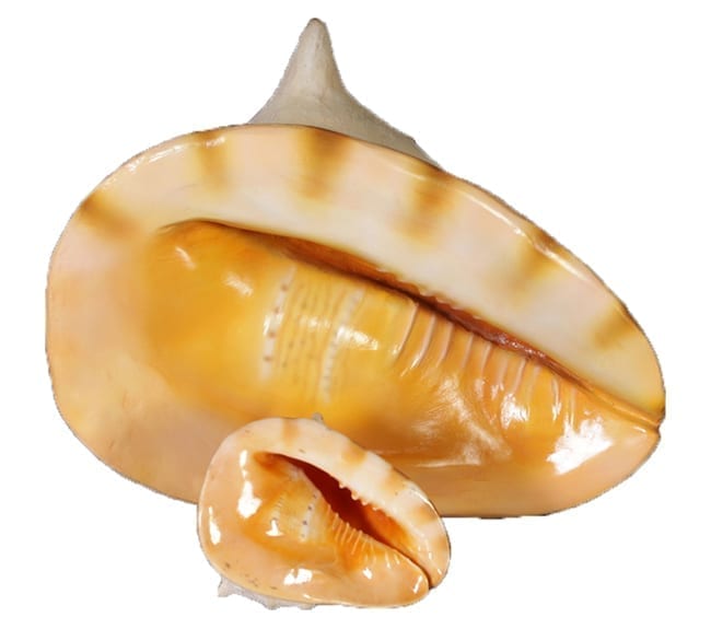 Helmet Shell