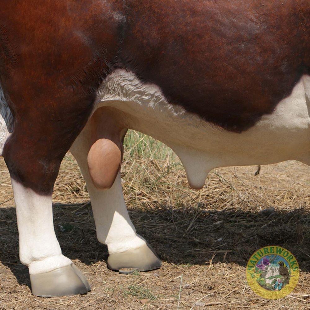 Natureworks Australia Hereford Bull - Image 5