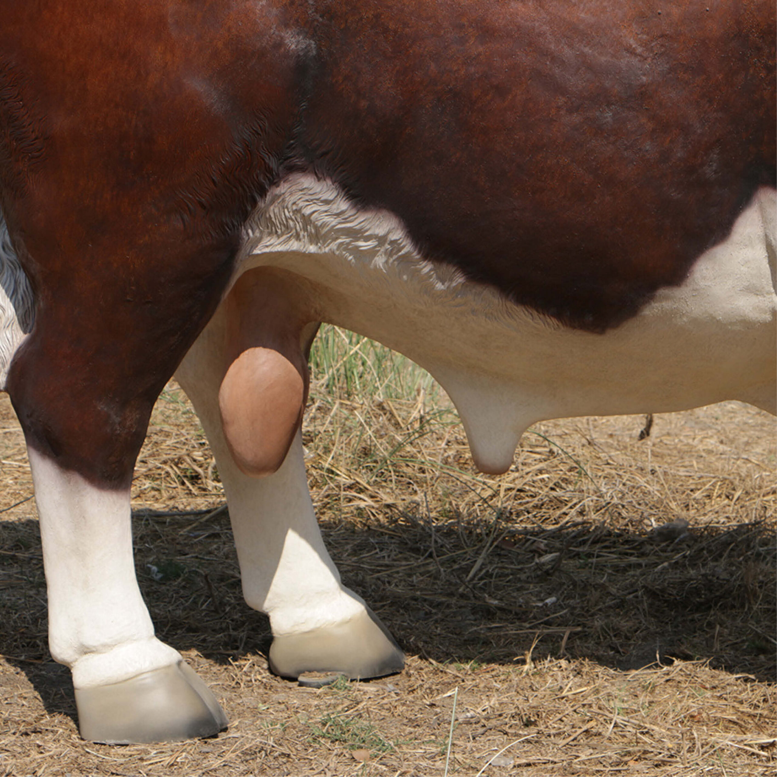 Natureworks Australia Hereford Bull statue - SKU 160034 - standing pose with head looking slightly right.-close up of legs