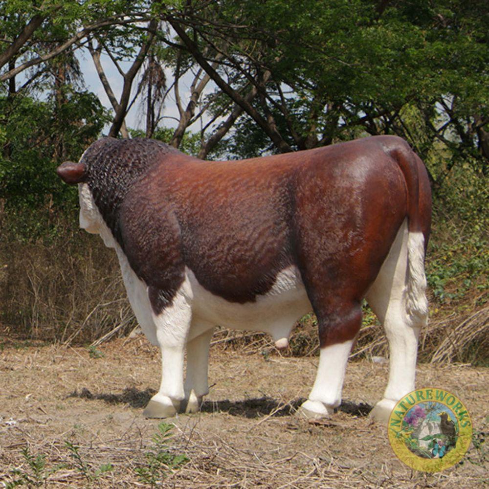Natureworks Australia Hereford Bull - Image 3