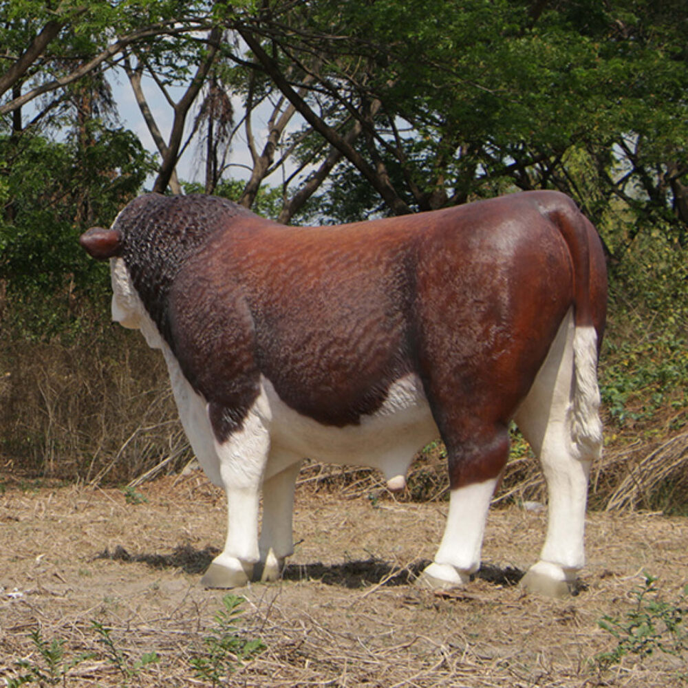 Hereford Bull statue - SKU 160034 - standing pose with head looking slightly right.-showing reverse side of bull