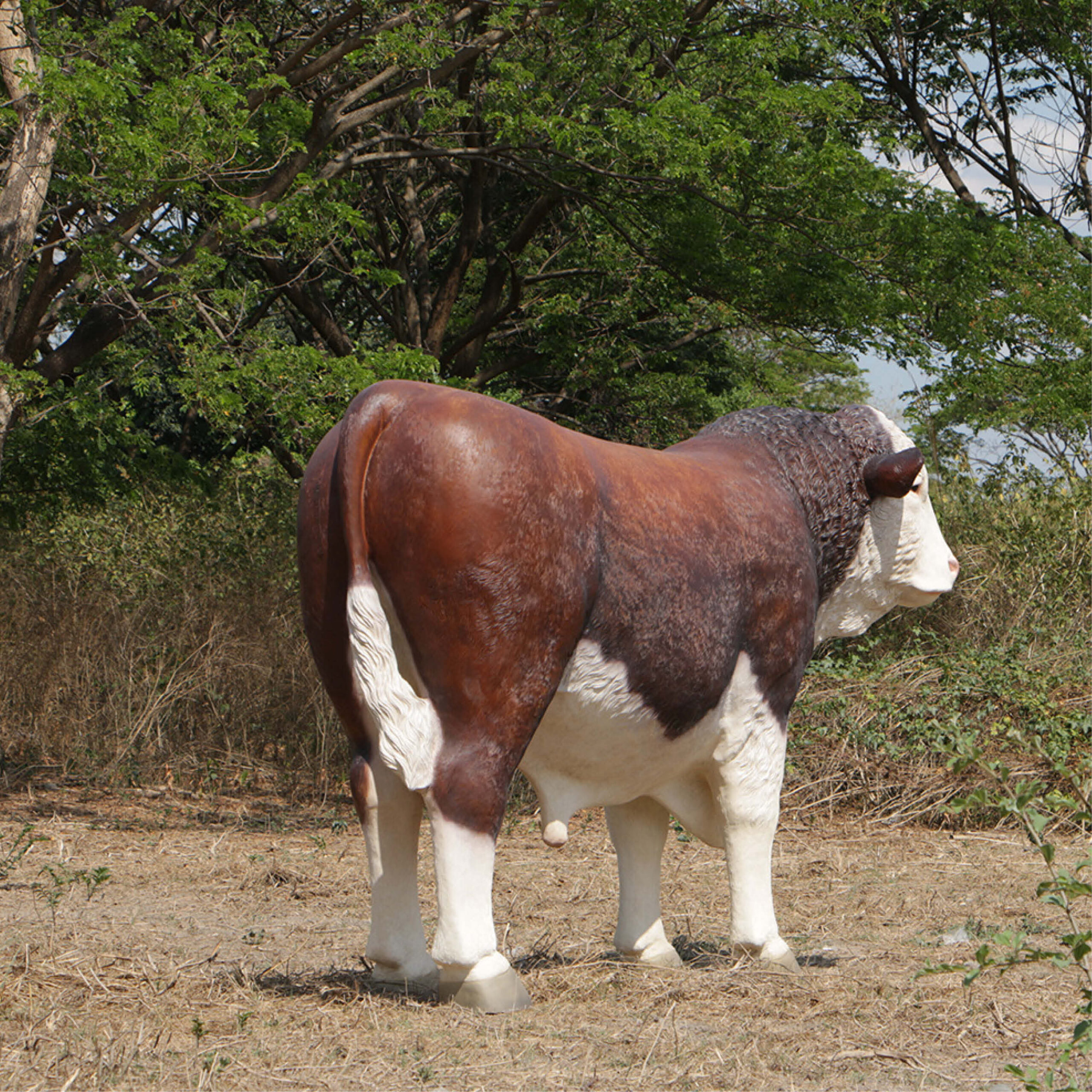 Natureworks Australia Hereford Bull statue - SKU 160034 - standing pose with head looking slightly rightshowing rear view
