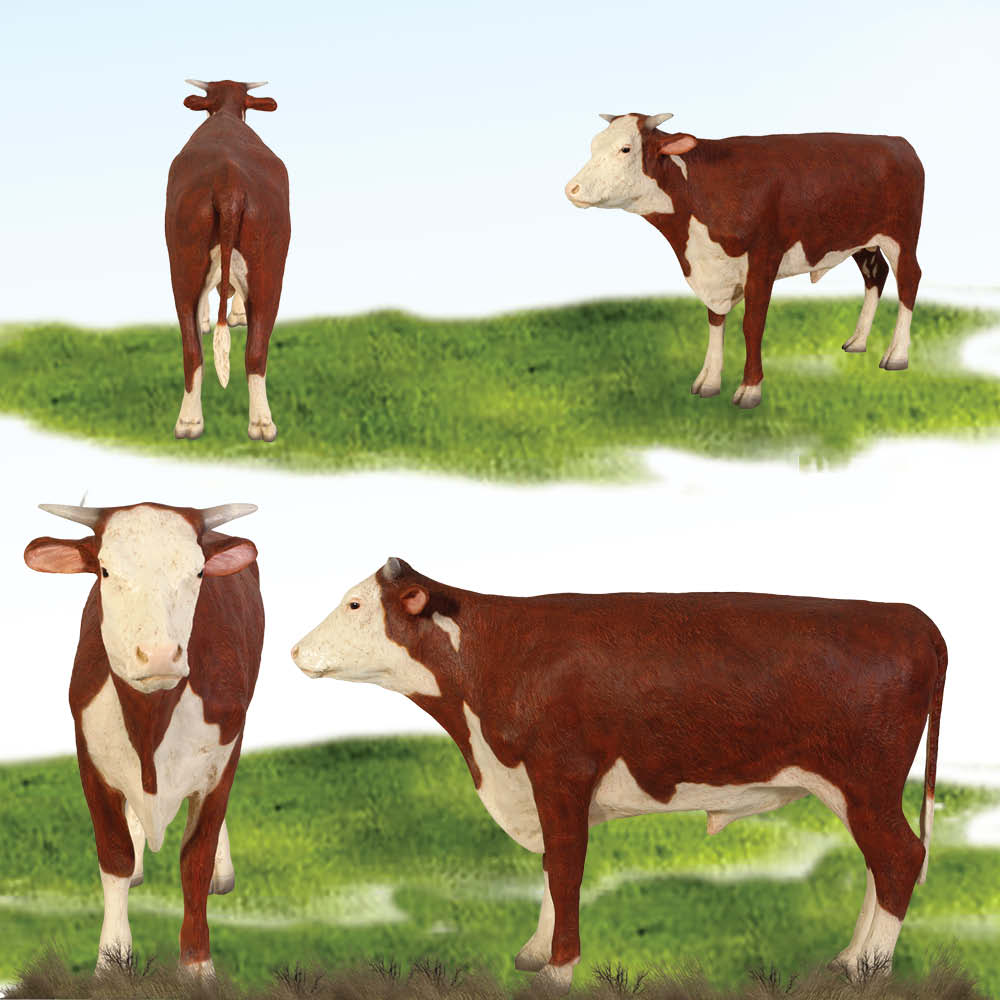 Natureworks Australia Hereford Steer - Image 3