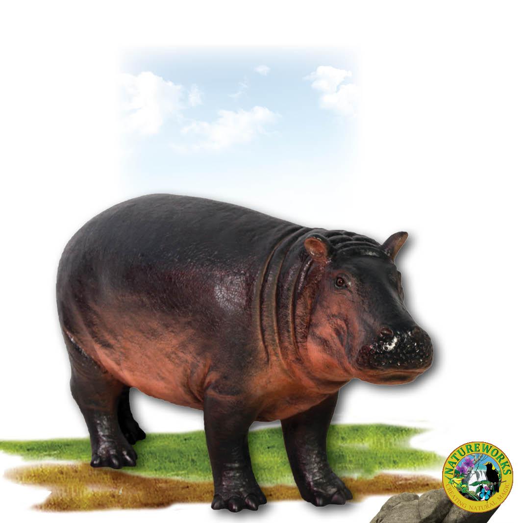 Natureworks Australia Hippopotamus calf standing -140043- angle view
