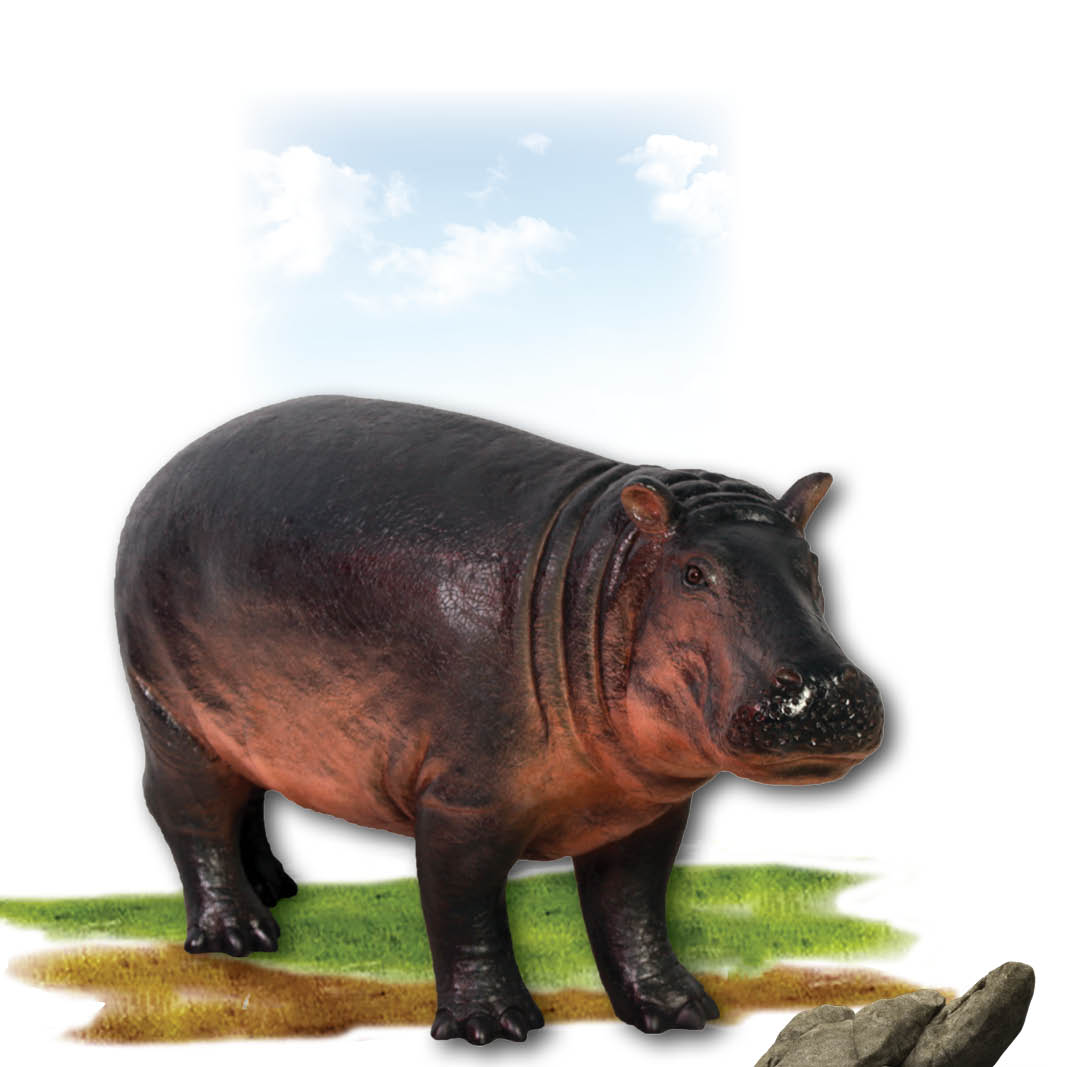 Natureworks Australia Hippopotamus calf standing -140043- angle view