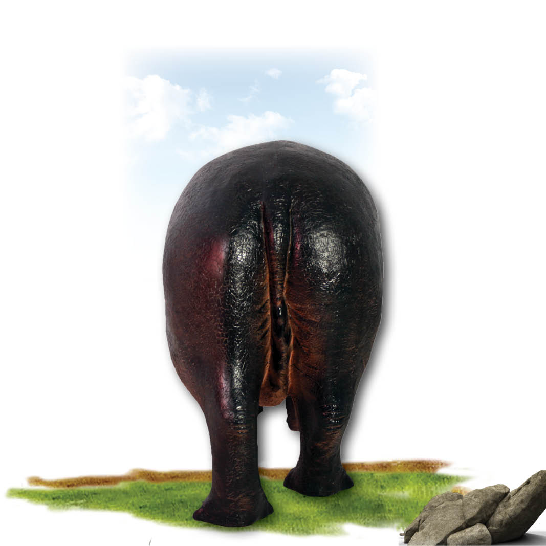 Natureworks Australia Hippopotamus calf standing -140043- Rear view