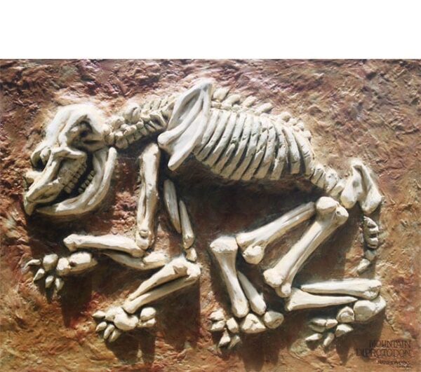 Hulotherium Fossil Dig Diprotodon
