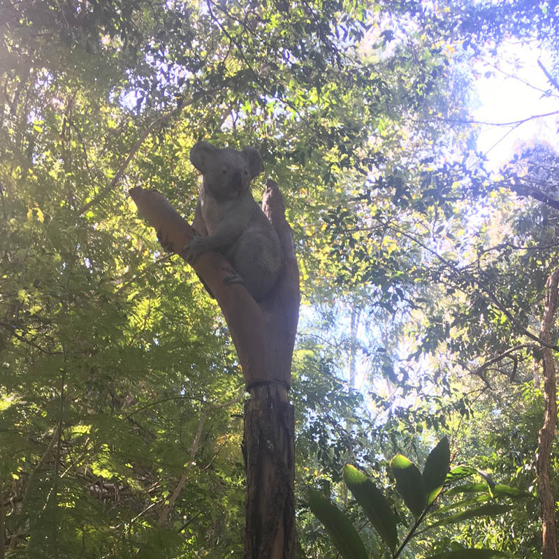 Natureworks Australia Koala in tree fork - installed in tree at Natureworks up out of harms way of the public and its natural habitat
