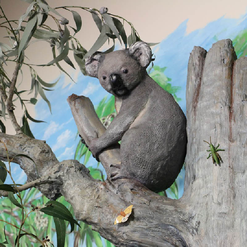 Natureworks Australia Koala in tree fork 090051- installed koala-Queens park environmental education centre exhibit