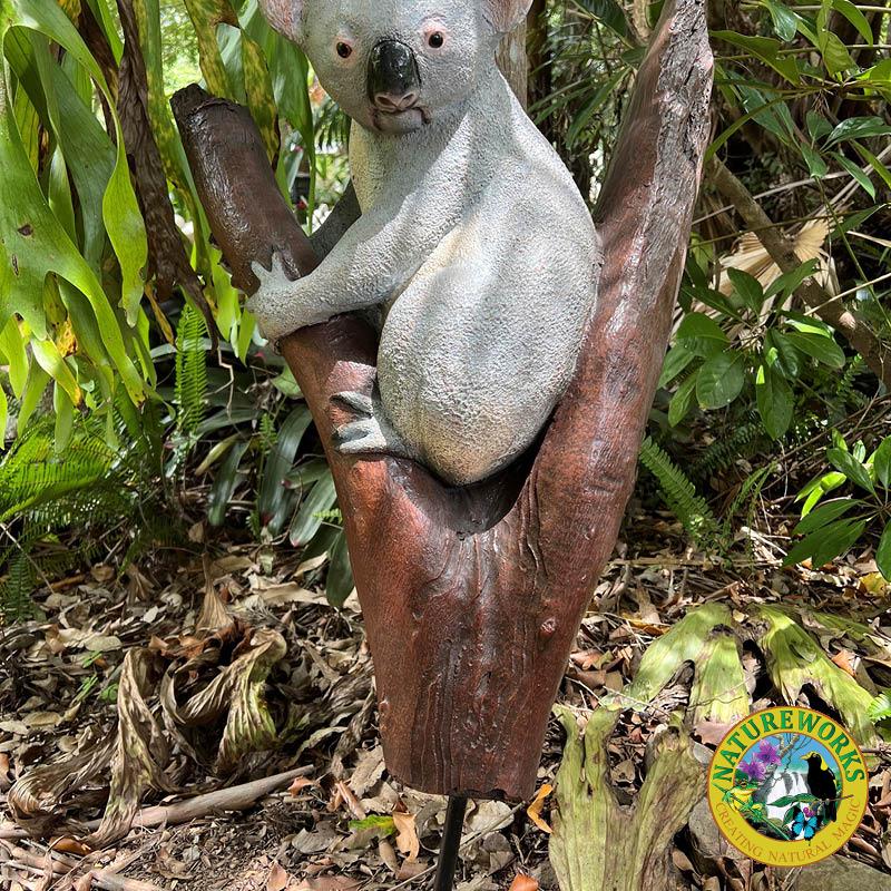 Koala in tree fork- 090051-showing steel rod protruding from tree branch at base for easy installation-V7