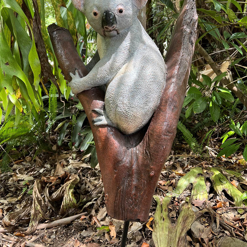 Koala in tree fork- 090051-showing steel rod protruding from tree branch at base for easy installation-V7