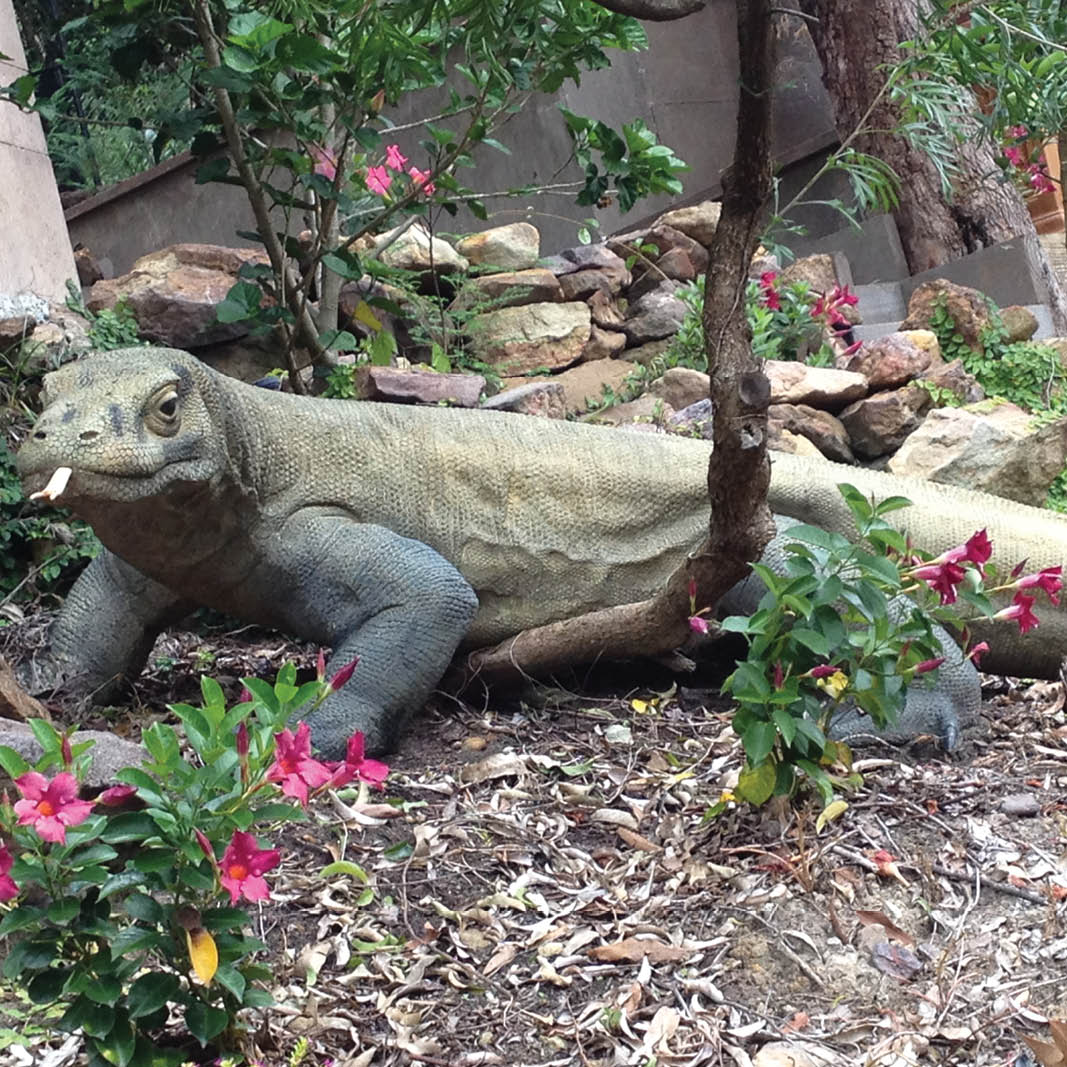 Natureworks Australia Komodo Dragon lizard shown in garden setting - 080121