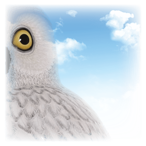 Natureworks Australia Larger Than Life size Birds Snowy Femail Owl Image