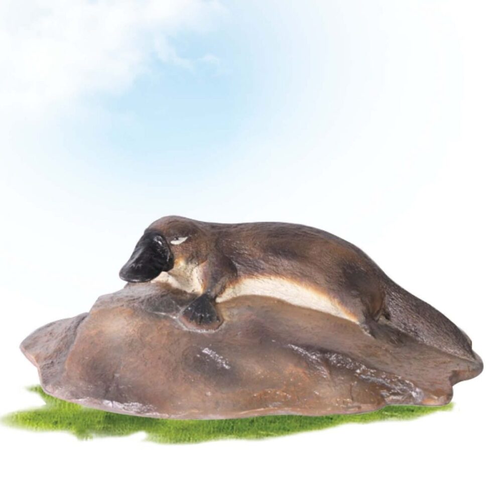 Platypus On Rock Large