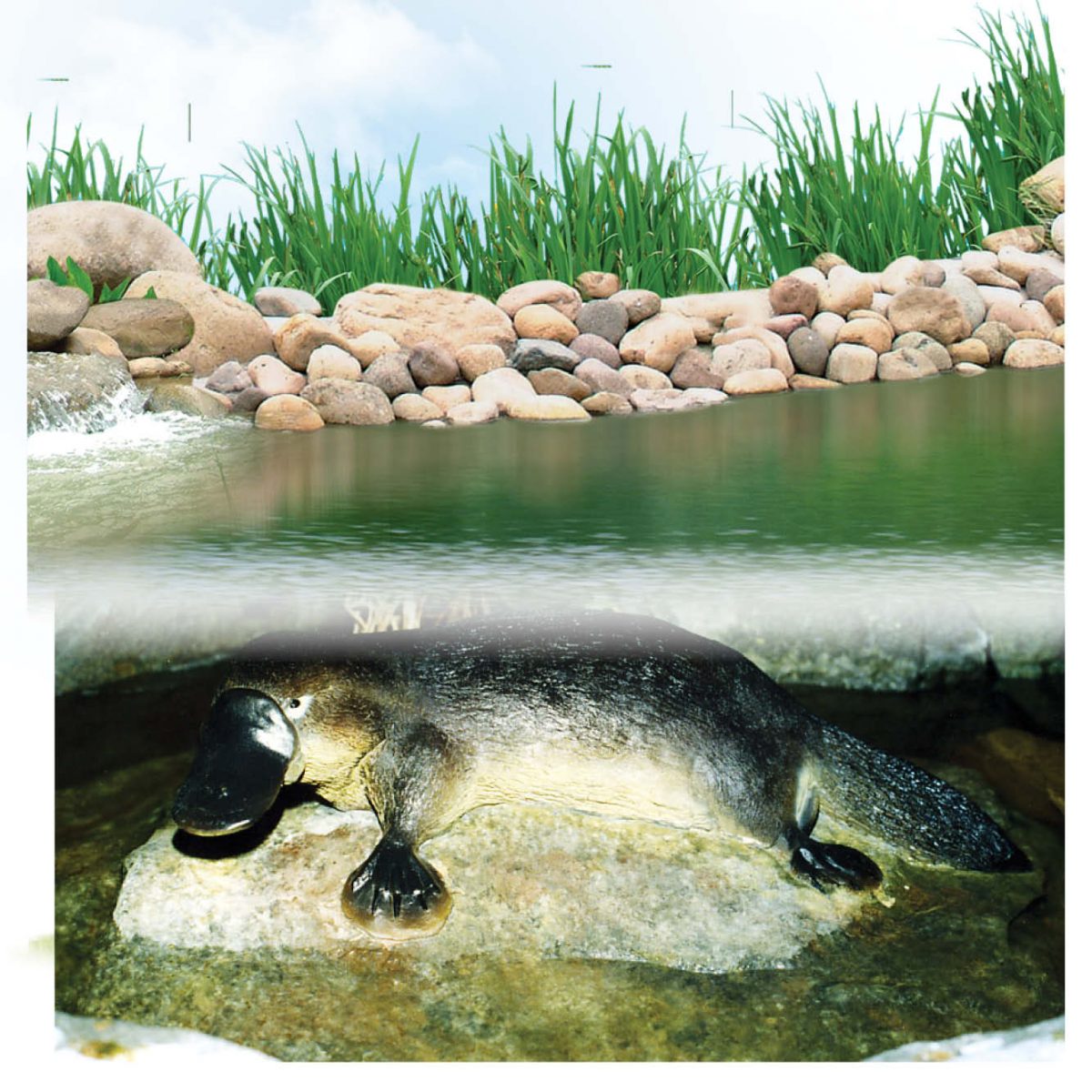 Natureworks Australia Platypus On Rock Large