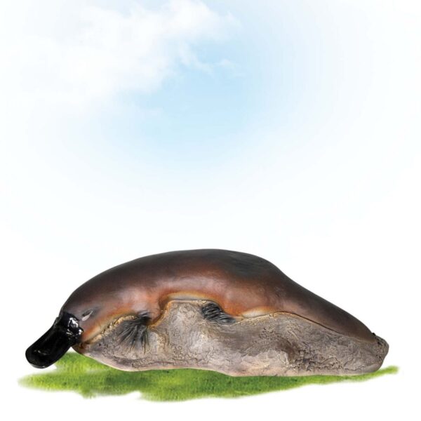 PlatypusOnRock Small