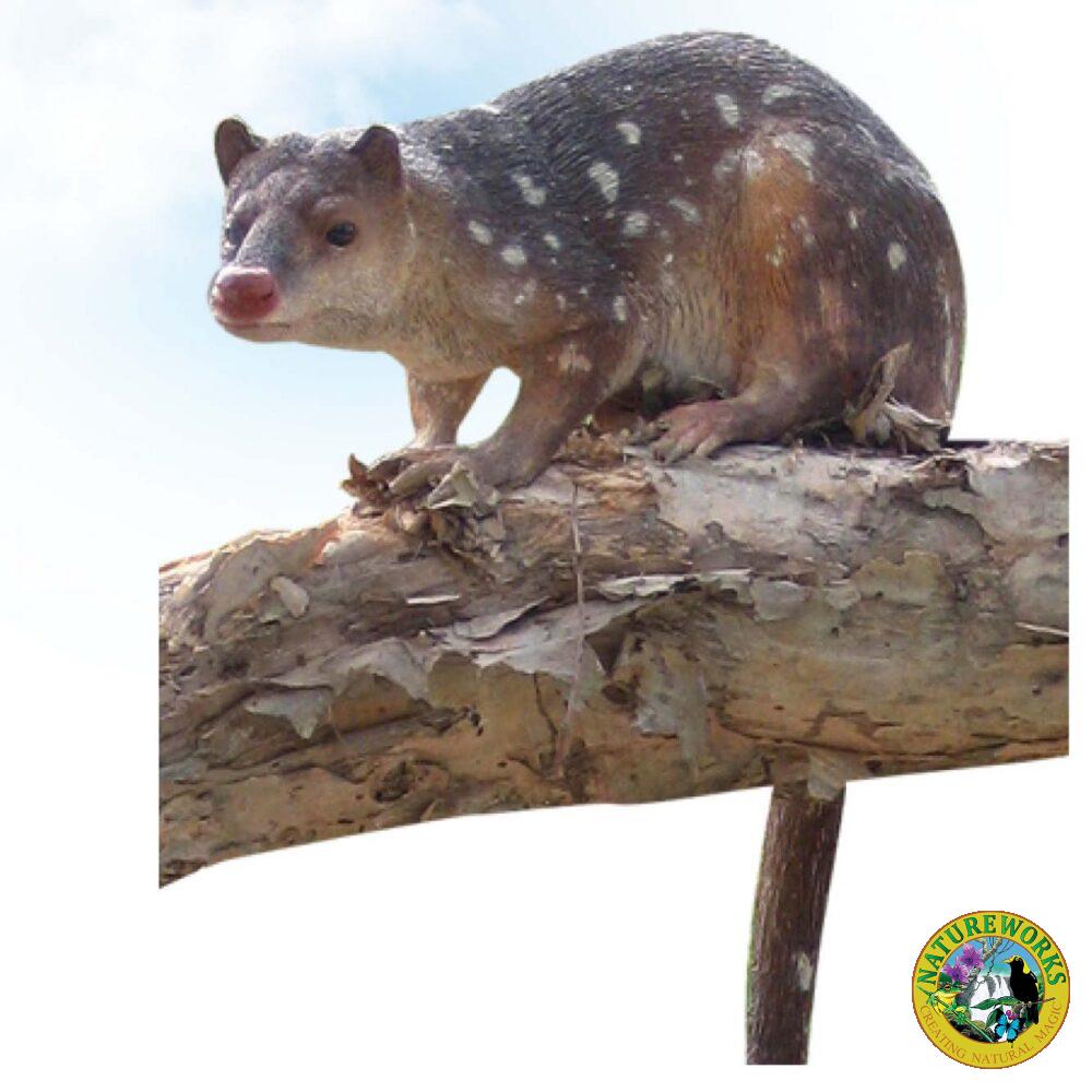 Spotted Quoll