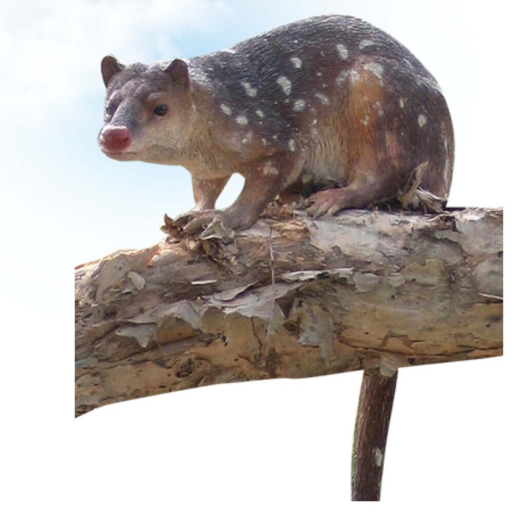 Spotted Quoll