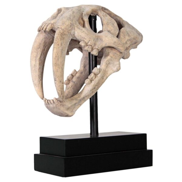 Sabre Tooth Tiger Skull replica
