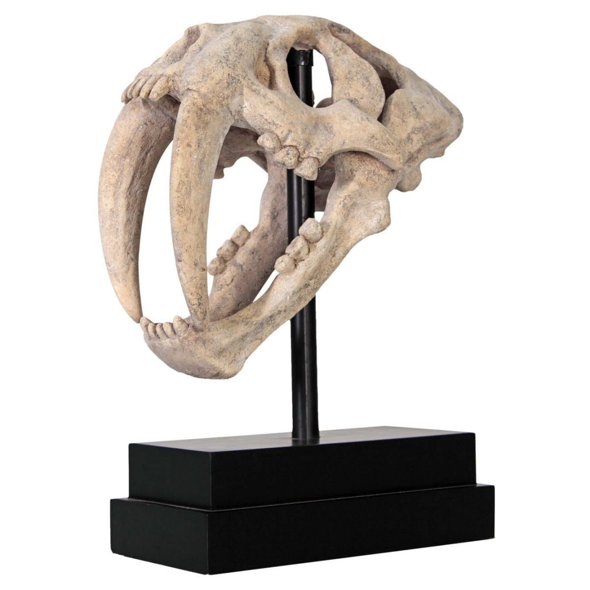 Natureworks Australia Sabre Tooth Tiger Skull replica