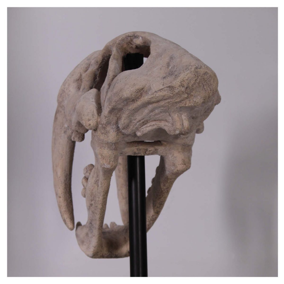 Natureworks Australia Sabre Tooth Tiger Decor replica