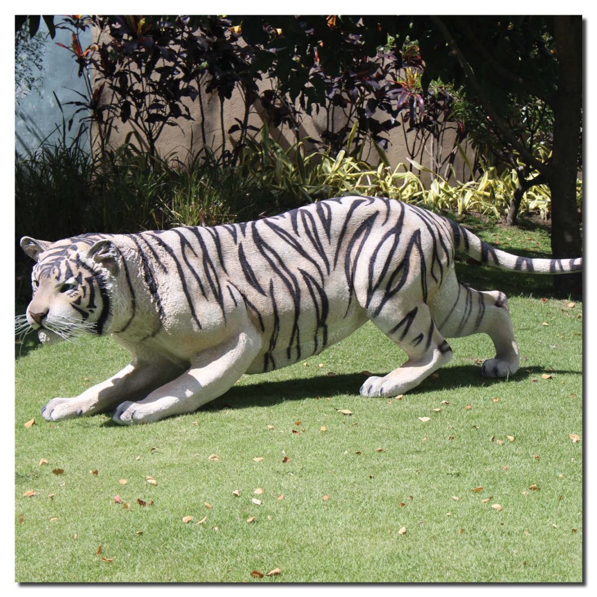 Natureworks Australia Siberiantigercrouching outsideongrass