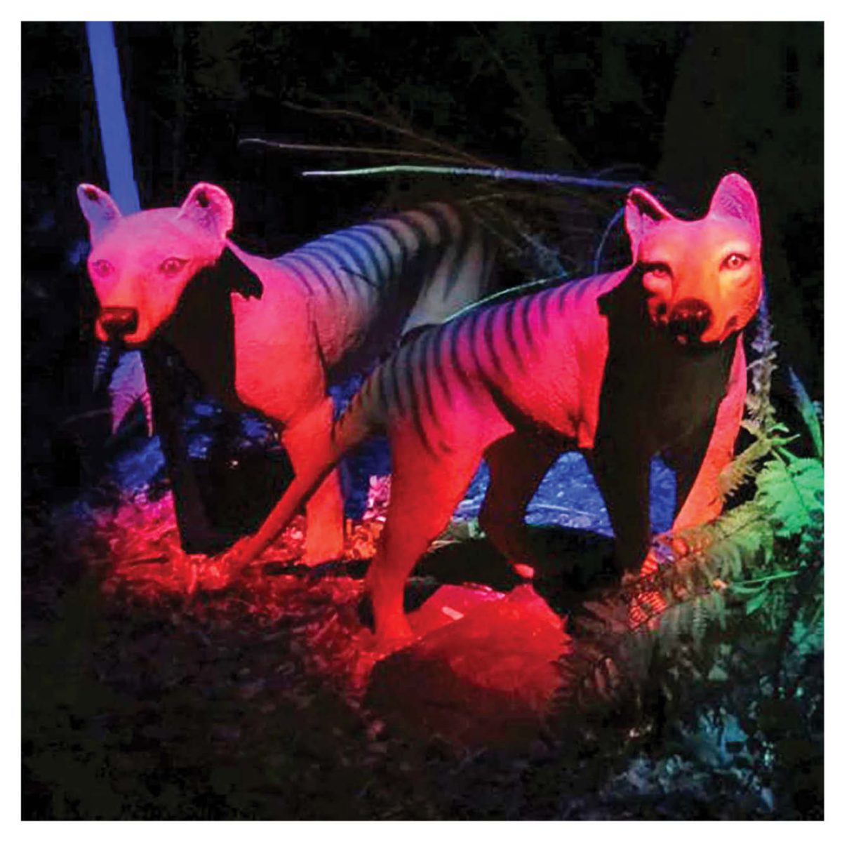 Natureworks Australia Mammals Big Cats Thylacine Tassie Tiger Black Light Exhibit Product Image V px px