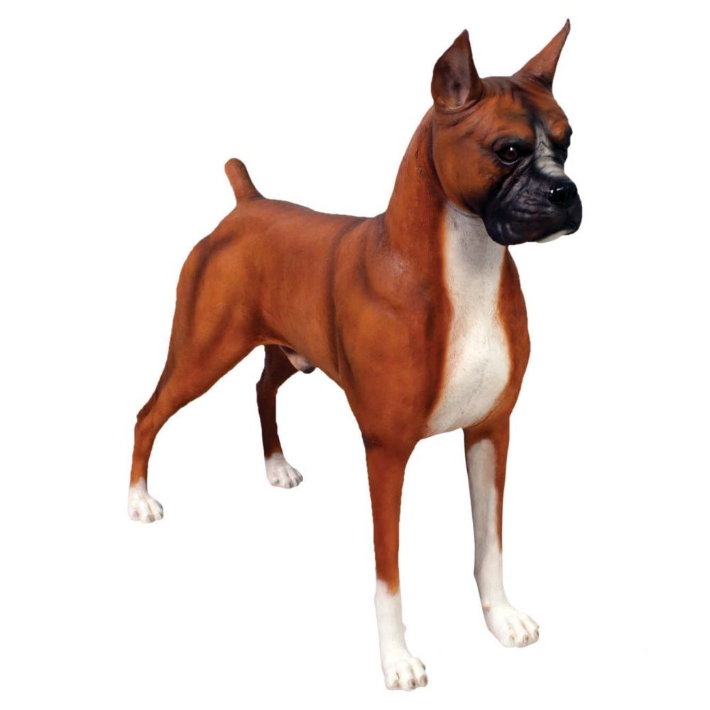 Mammals Domestic Pets Dogs Boxer Standing Product Image V px px