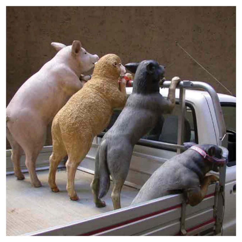 Mammals Domestic Pets Dogs in ute Product Image V px px