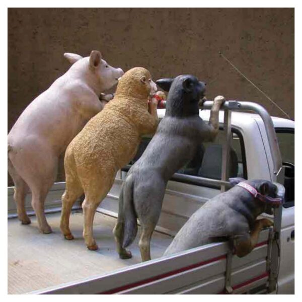 Mammals Domestic Pets Dogs in ute Product Image V px px