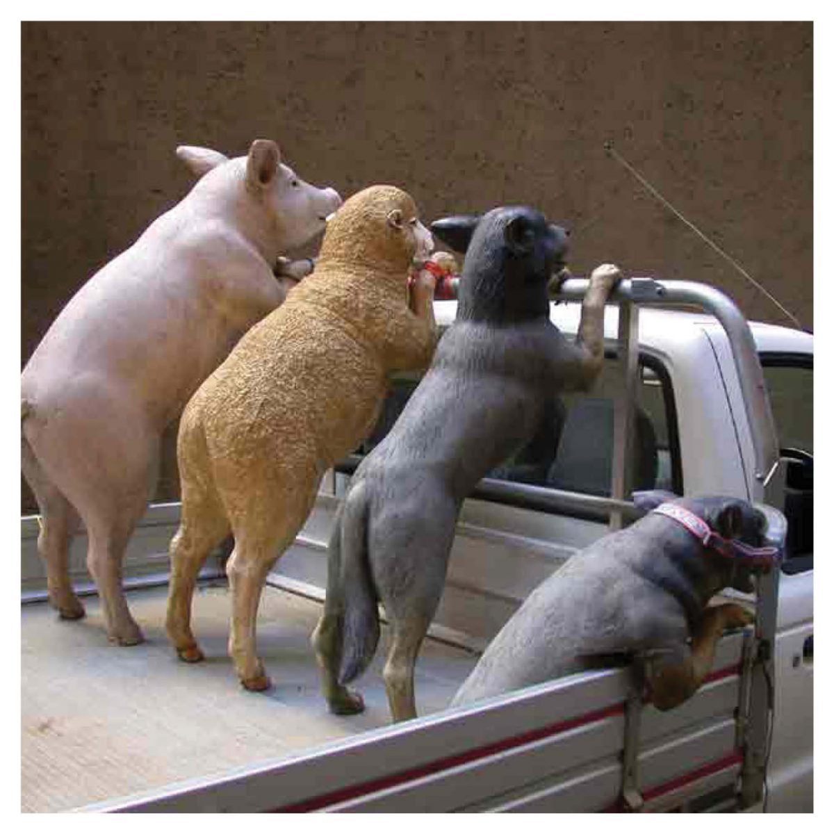 Natureworks Australia Mammals Domestic Pets Dogs in ute Product Image V px px