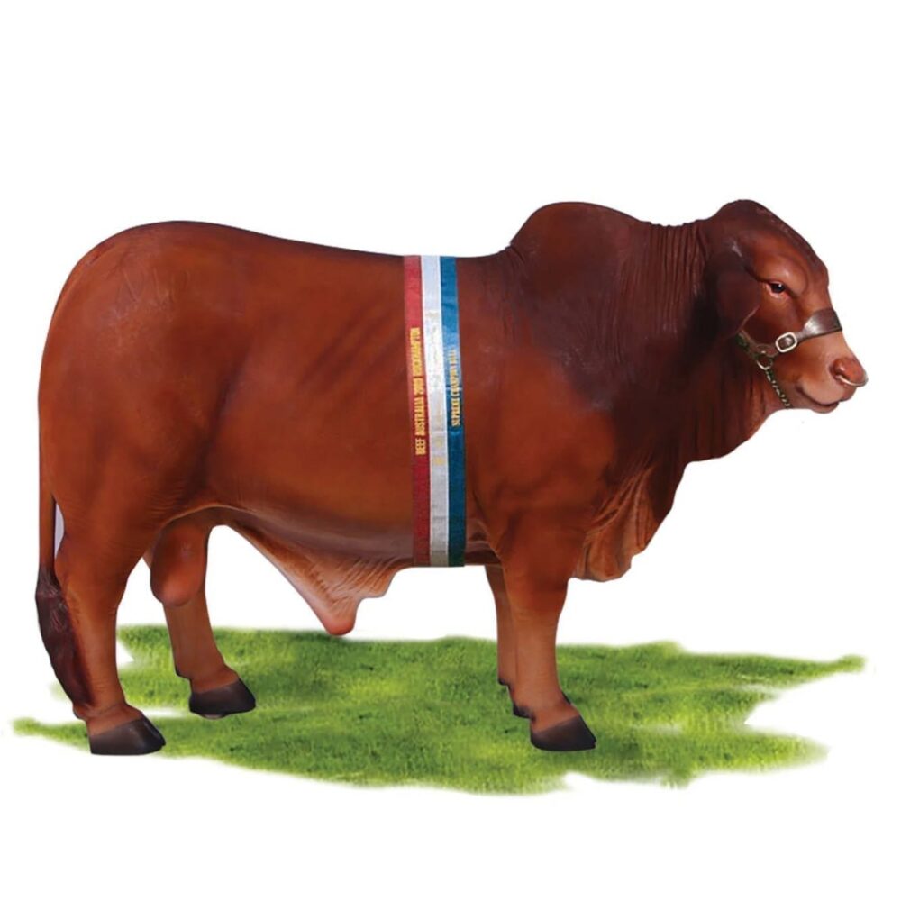 Mammals Farm animals Cattle Bulls Droughmaster Bull Product Image V px px