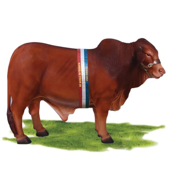 Mammals Farm animals Cattle Bulls Droughmaster  Bull Product Image V px px