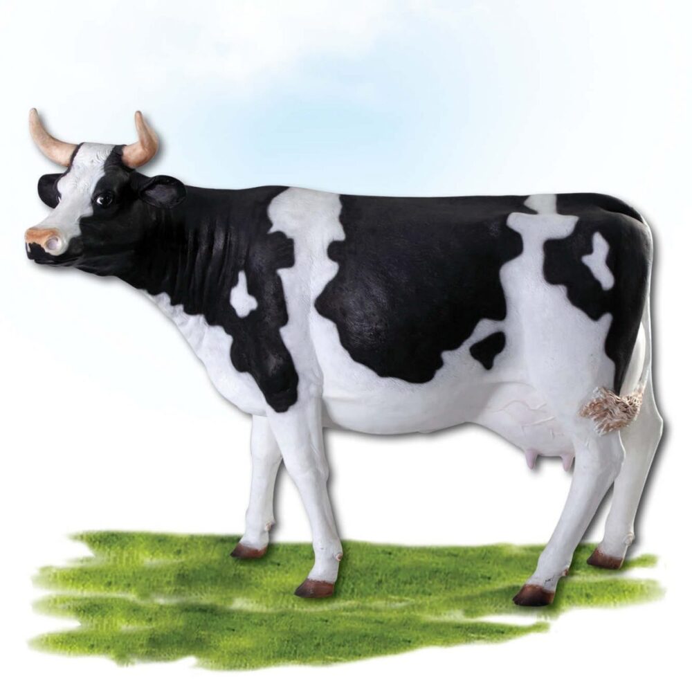 Cows