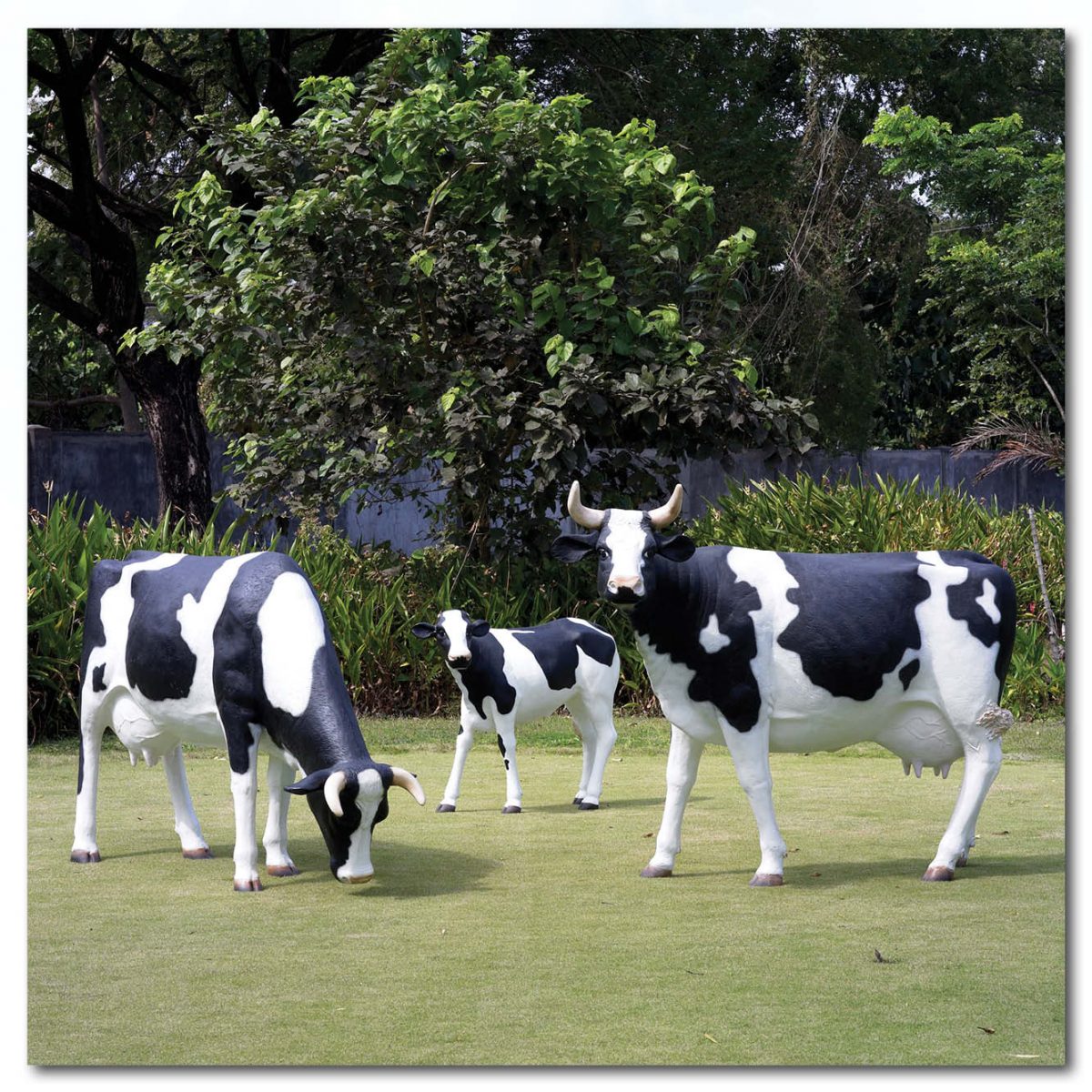 Natureworks Australia Mammals Farm animals Cattle Cows Cow Freisian Standing family Product Image V px px