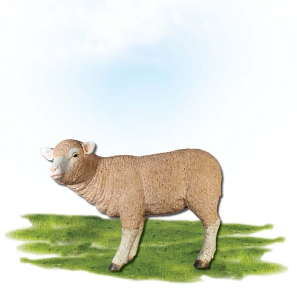 Mammals Farm animals Sheep Merino lamb  Standing Product Image V px px