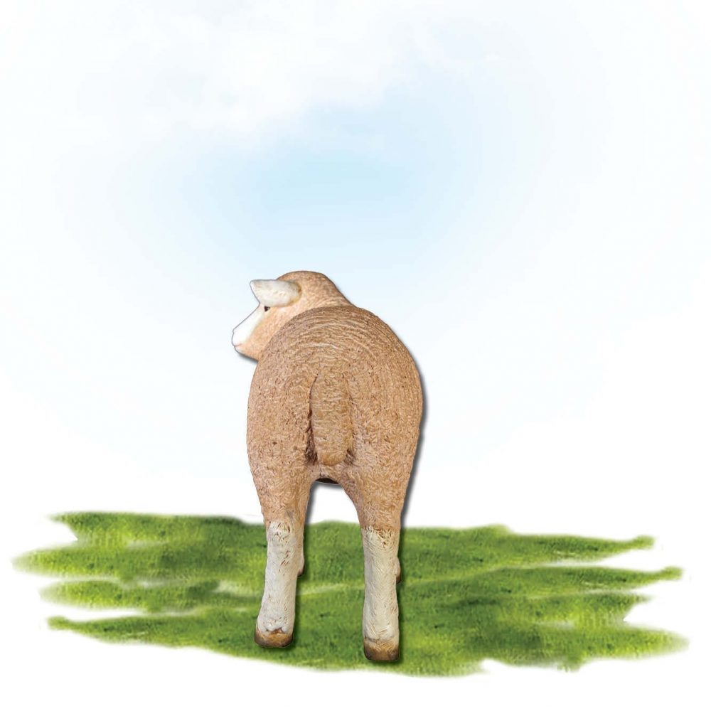Mammals Farm animals Sheep Merino lamb  Standing Product Image V px px