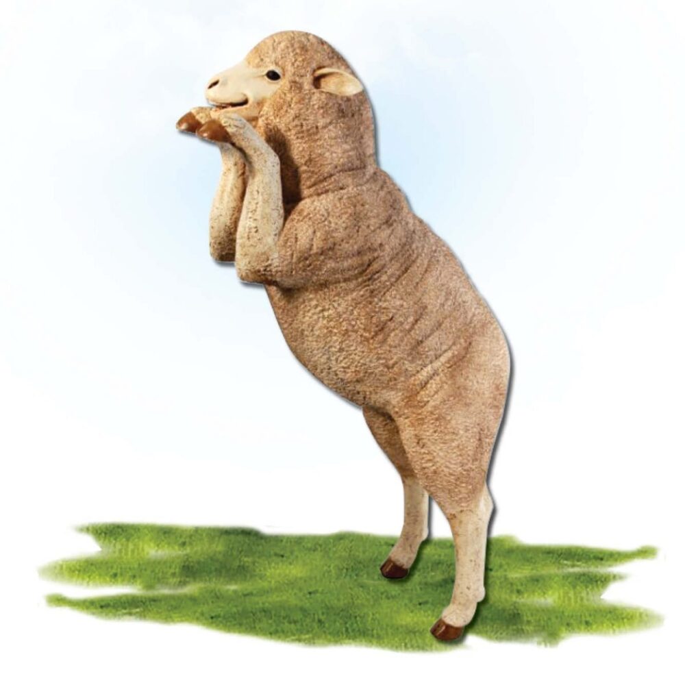 Mammals Farm animals Sheep Merino Curious Product Image V px px