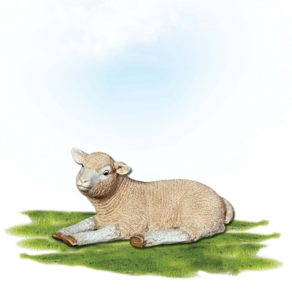 Mammals Farm animals Sheep Merino Lamb Resting Product Image V px px