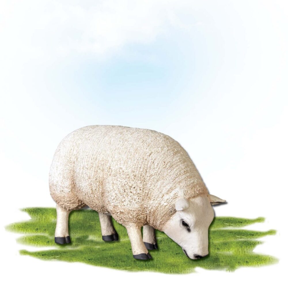 Mammals Farm animals Sheep Texlaar Ewe Head Down Small Product Image V px px