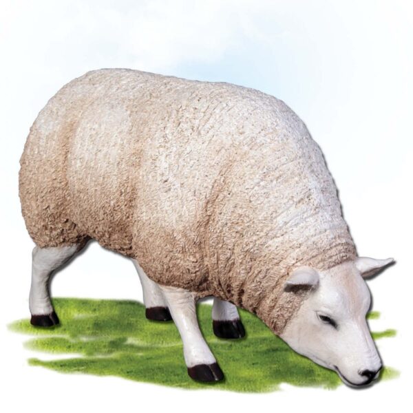 Mammals Farm animals Sheep Texlaar Ewe Head Down Standing Product Image V px px