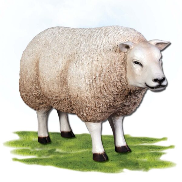 Mammals Farm animals Sheep Texlaar Ewe Head up White Product Image V px px