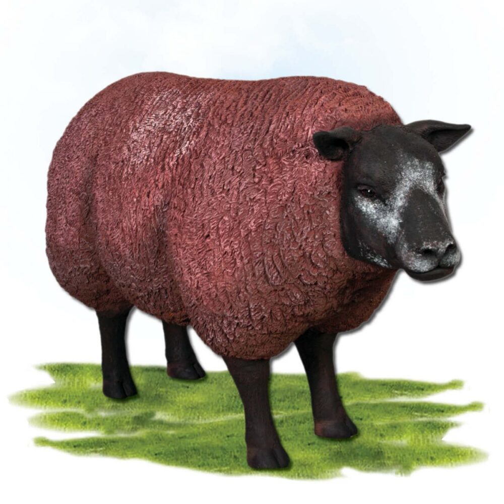 Mammals Farm animals Sheep Texlaar Ewe Head up brown Product Image V px px