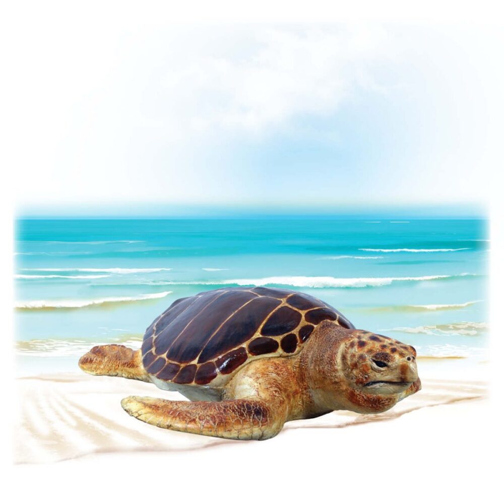 Mammals Marine Life Marine Reptiles Loggerhead Turtle Product Image V px px
